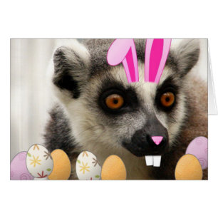 Easter Lemur