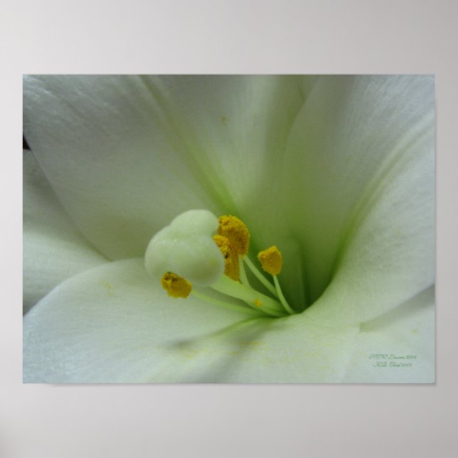 Easter Lily Poster (Vorne)