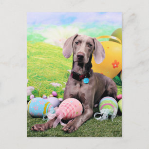 Easter - Weimaraner - Ben Feiertagspostkarte