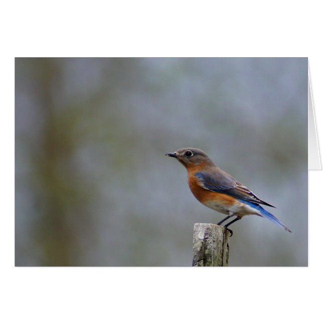 Eastern Bluebird (Vorderseite (Horizontal))