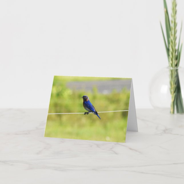 Eastern Bluebird #1 - Blank Note Card Dankeskarte (Vorderseite)