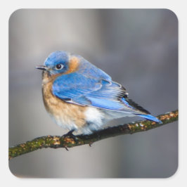 Eastern Bluebird auf eisbedecktem Limb-Aufkleber Quadratischer Aufkleber