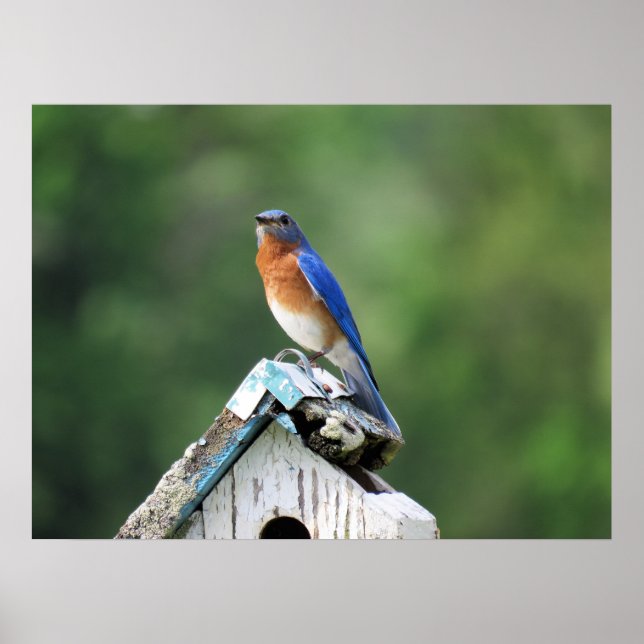 Eastern Bluebird auf Zuhause Poster (Vorne)