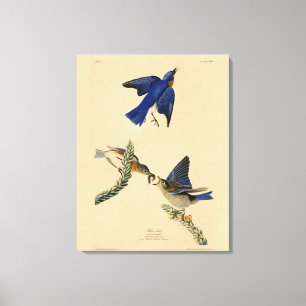 Eastern Bluebird aus Audubons Vögeln von Amerika Leinwanddruck