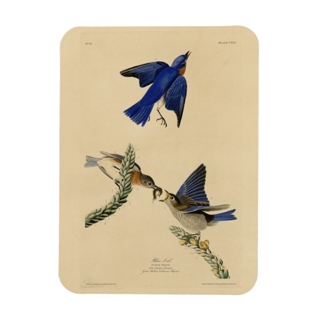 Eastern Bluebird aus Audubons Vögeln von Amerika Magnet (Vertikal)