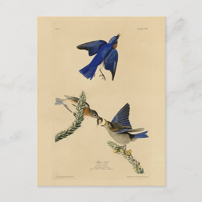 Eastern Bluebird aus Audubons Vögeln von Amerika Postkarte (Vorderseite)
