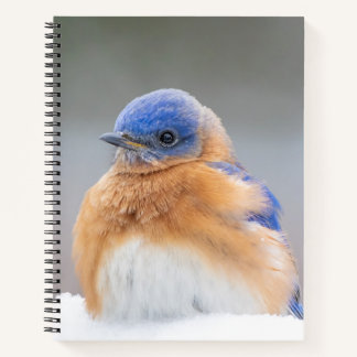 Eastern Bluebird Bird Office - Geschenke für Noteb Notizbuch