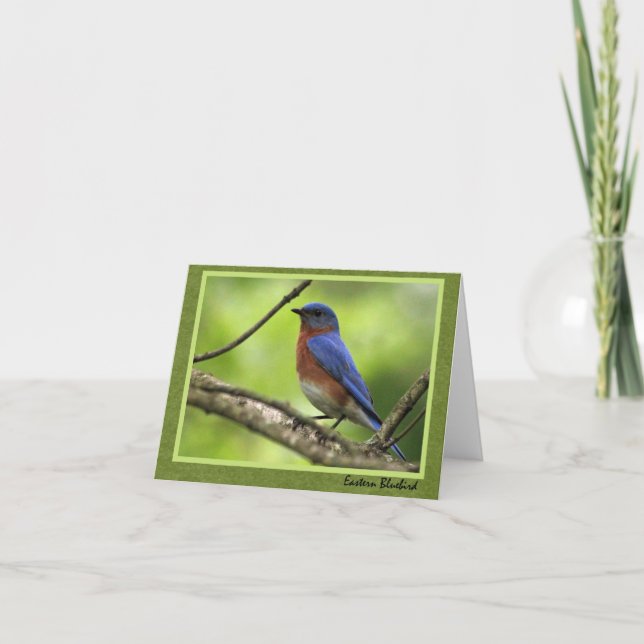Eastern Bluebird Card Karte (Vorderseite)