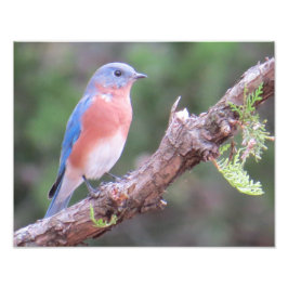 Eastern Bluebird Fotodruck