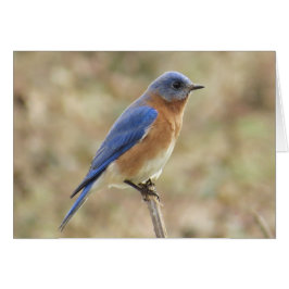Eastern Bluebird Grußkarte