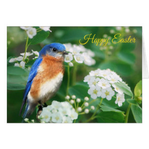 Eastern Bluebird Grußkarte