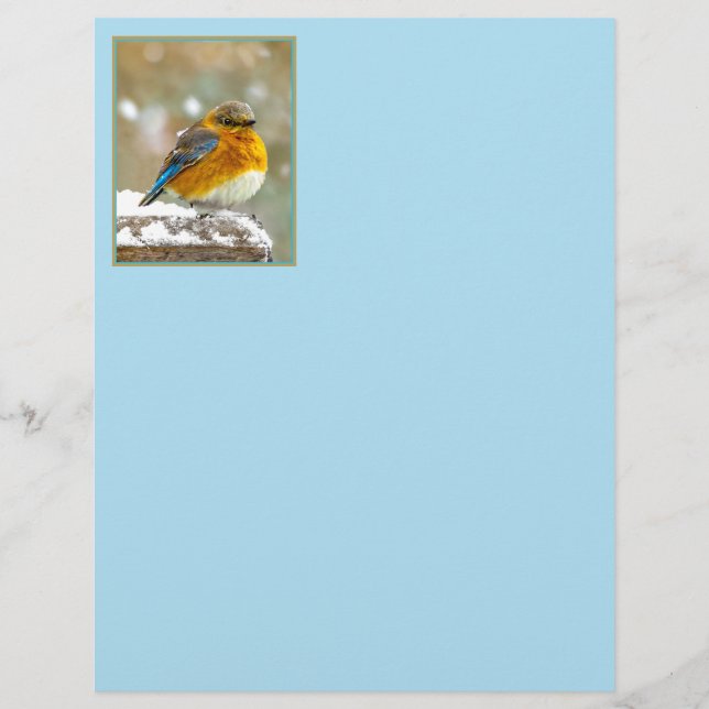 Eastern Bluebird in Snow - Original Foto (Vorderseite)