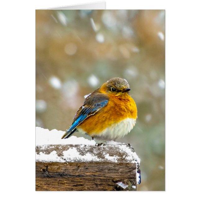 Eastern Bluebird in Snow - Original Foto (Vorne)