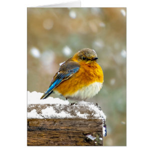 Eastern Bluebird in Snow - Original Foto