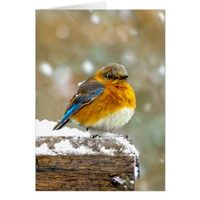 Eastern Bluebird in Snow - Original Foto (Vorne)