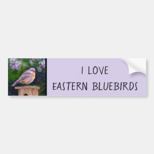 Eastern Bluebird in Snow - Original Foto Autoaufkleber