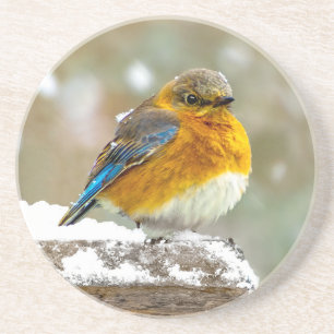 Eastern Bluebird in Snow - Original Foto Getränkeuntersetzer