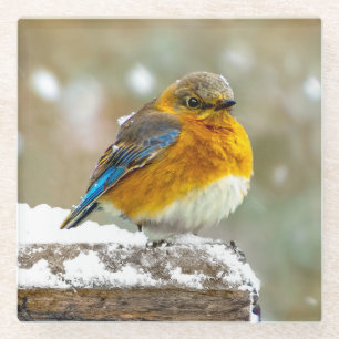 Eastern Bluebird in Snow - Original Foto Glasuntersetzer