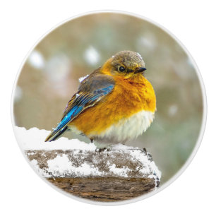 Eastern Bluebird in Snow - Original Foto Keramikknauf