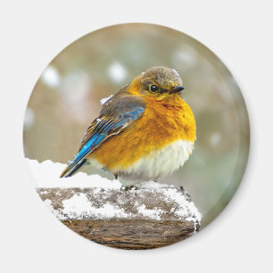 Eastern Bluebird in Snow - Original Foto Magnet