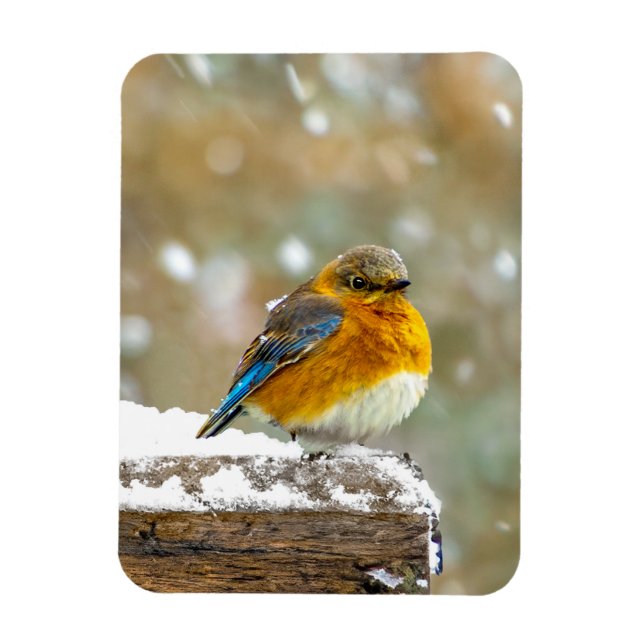 Eastern Bluebird in Snow - Original Foto Magnet (Vertikal)