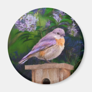 Eastern Bluebird in Snow - Original Foto Magnet