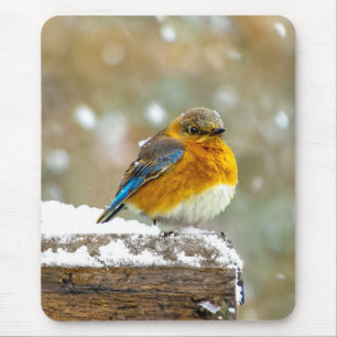 Eastern Bluebird in Snow - Original Foto Mousepad