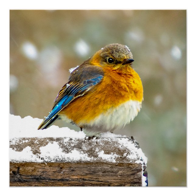 Eastern Bluebird in Snow - Original Foto Poster (Vorderseite)