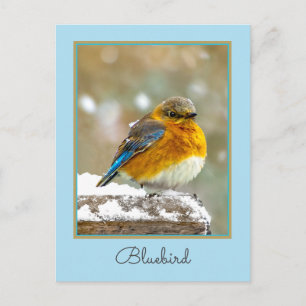 Eastern Bluebird in Snow - Original Foto Postkarte