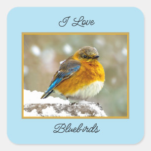 Eastern Bluebird in Snow - Original Foto Quadratischer Aufkleber