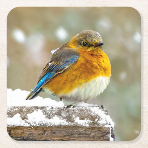 Eastern Bluebird in Snow - Original Foto Rechteckiger Pappuntersetzer