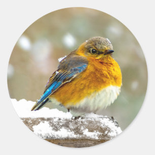 Eastern Bluebird in Snow - Original Foto Runder Aufkleber