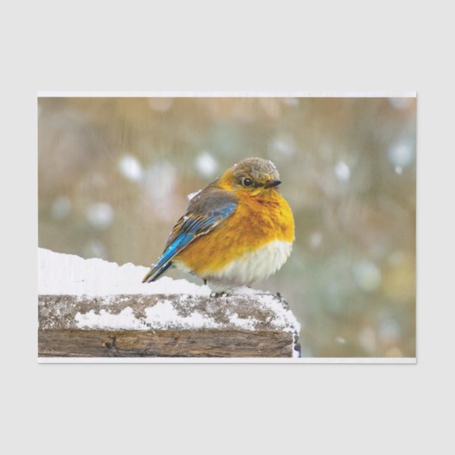 Eastern Bluebird in Snow - Original Foto Seidenpapier (Vorderseite)