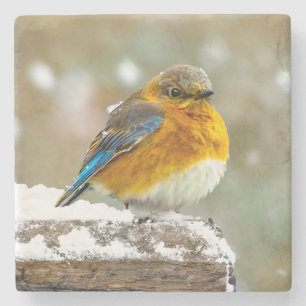 Eastern Bluebird in Snow - Original Foto Steinuntersetzer
