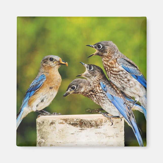 Eastern Bluebird Magnet (Vorne)