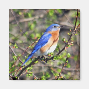Eastern Bluebird Magnet