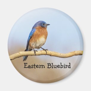 Eastern Bluebird Magnet