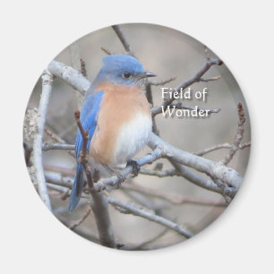 Eastern Bluebird-Magnet Magnet