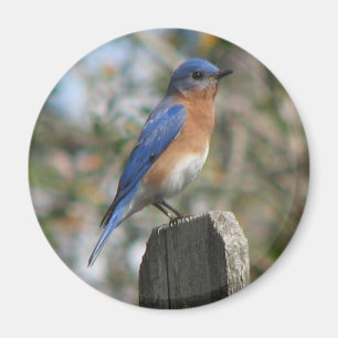 Eastern Bluebird Male Magnet
