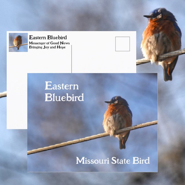 Eastern Bluebird Missouri Staat Bird Fotografy Postkarte (Von Creator hochgeladen)