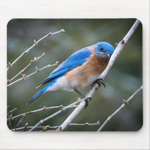 Eastern Bluebird Mousepad