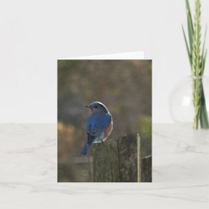 Eastern Bluebird Note Card Karte