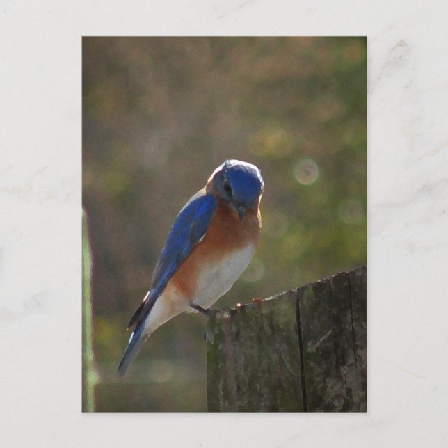 Eastern Bluebird Postcard Postkarte (Vorderseite)
