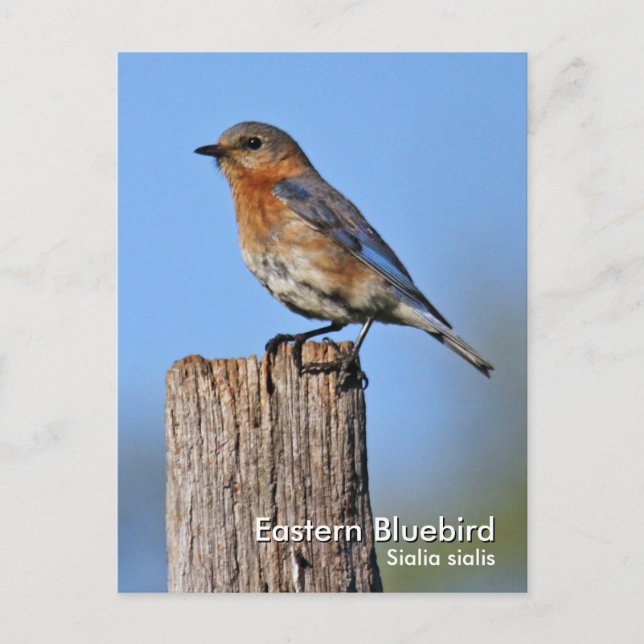 Eastern Bluebird Postcard Postkarte (Vorderseite)