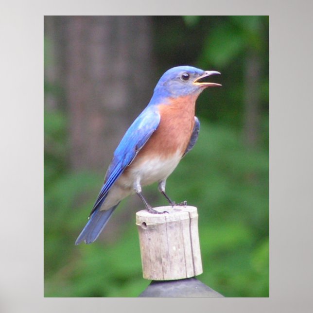 Eastern Bluebird Poster (Vorne)