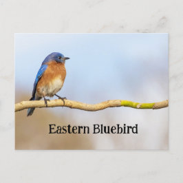 Eastern Bluebird Postkarte