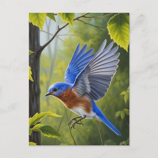 Eastern Bluebird Postkarte (Vorderseite)