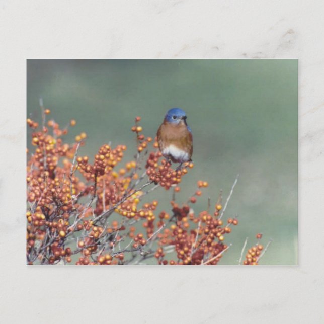 Eastern Bluebird Postkarte (Vorderseite)