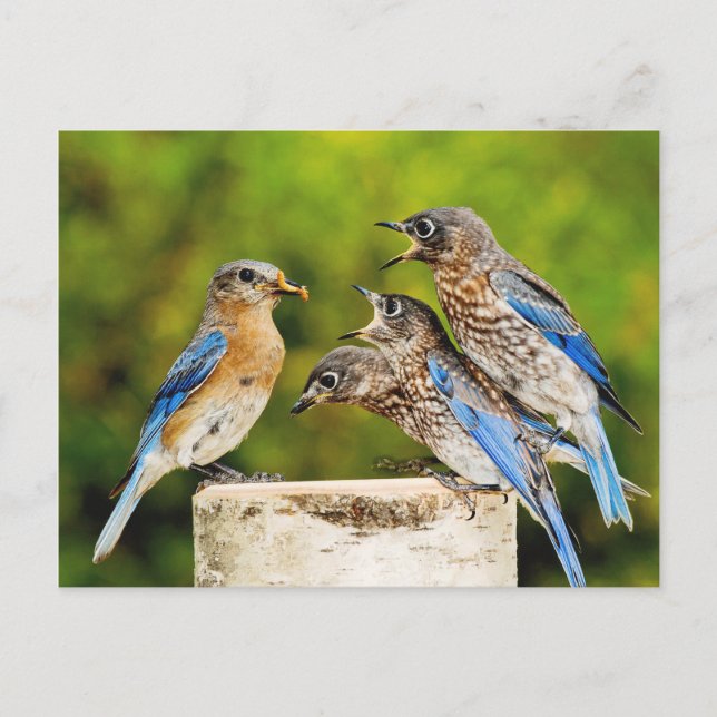 Eastern Bluebird Postkarte (Vorderseite)
