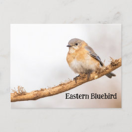 Eastern Bluebird Postkarte